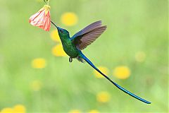 Long-tailed Sylph flying at Caldas, Colombia