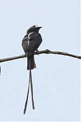 Long-tailed Tyrant perching/standing at Panama