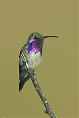 Lucifer Hummingbird perching/standing at Texas, United States