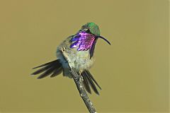 Lucifer Hummingbird displaying at Texas, United States