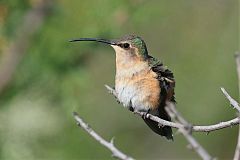 Lucifer Hummingbird perching/standing at Texas, United States