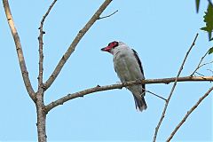 Masked Tityra perching/standing at Panama