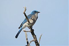 Mexican Jay perching/standing at Texas, United States