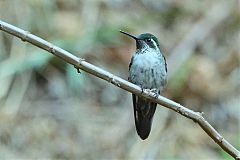 Mexican Violetear perching/standing at El Salvador