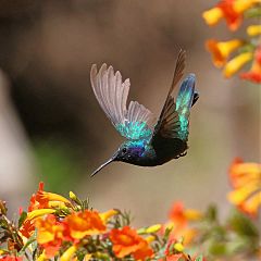 Mexican Violetear flying at El Salvador