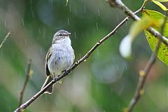 Mistletoe Tyrannulet perching/standing at Panama