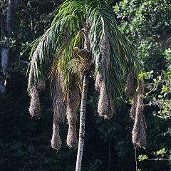 Montezuma Oropendola at Panama