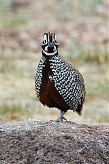 Montezuma Quail perching/standing at Texas, United States