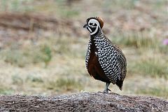 Montezuma Quail perching/standing at Texas, United States