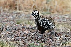 Montezuma Quail walking/running at Texas, United States