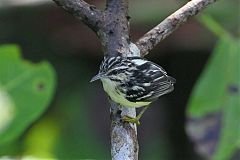 Moustached Antwren perching/standing at Panama