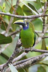 Northern Emerald-Toucanet perching/standing at Panama