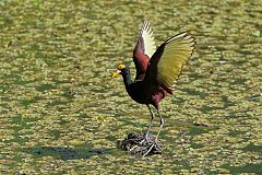 Northern Jacana at El Salvador