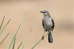 Northern Mockingbird perching/standing at Texas, United States