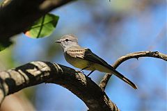 Northern Scrub-Flycatcher perching/standing at Panama