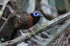 Ocellated Antbird perching/standing at Panama