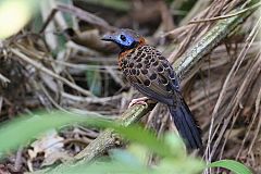 Ocellated Antbird perching/standing at Panama