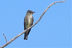 Olive-sided Flycatcher perching/standing at Texas, United States