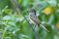 Panama Flycatcher