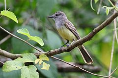 Panama Flycatcher perching/standing at Panama