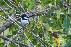 Pied Puffbird perching/standing at Panama
