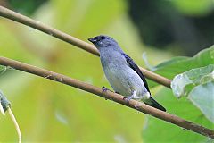 Plain-colored Tanager perching/standing at Panama