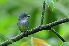Plain Antvireo perching/standing at Panama
