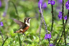 Purple-throated Woodstar at Colombia