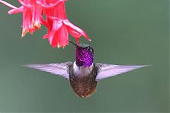 Purple-throated Woodstar flying at Colombia