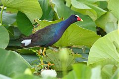 Purple Gallinule perching/standing at Kansas, United States