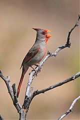 Pyrrhuloxia calling/singing at Texas, United States