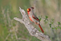 Pyrrhuloxia perching/standing at Texas, United States