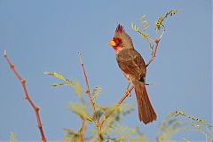 Pyrrhuloxia perching/standing at Texas, United States