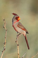 Pyrrhuloxia perching/standing at Texas, United States