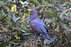 Red-billed Pigeon perching/standing at El Salvador