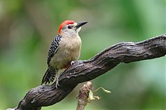Red-crowned Woodpecker perching/standing at Panama