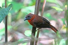 Red-throated Ant-Tanager perching/standing at Panama