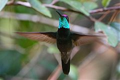 Rivoli's Hummingbird flying at El Salvador