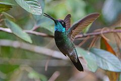 Rivoli's Hummingbird flying at El Salvador