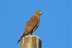 Roadside Hawk perching/standing at El Salvador