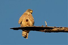 Roadside Hawk perching/standing at El Salvador