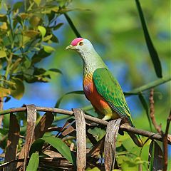 Rose-crowned Fruit-Dove perching/standing at Northern Territory, Australia