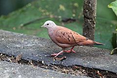 Ruddy Ground Dove at Colombia