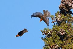 Rufous-backed Robin