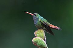 Rufous-tailed Hummingbird at Colombia