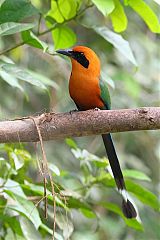 Rufous Motmot perching/standing at Panama