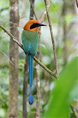 Rufous Motmot perching/standing at Panama