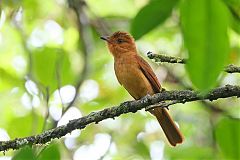 Rufous Mourner perching/standing at Panama