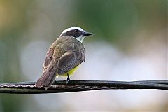 Rusty-margined Flycatcher perching/standing at Panama