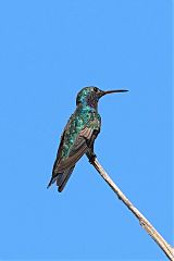 Sapphire-throated Hummingbird perching/standing at Panama